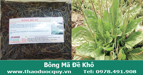B&ocirc;ng m&atilde; đề giải nhiệt, m&aacute;t thận, lợi tiểu 